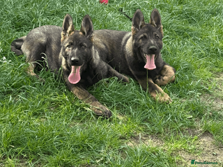 German Shepherd dogs German Shepherd Puppies Exceptional Bloodlines - Advert 1