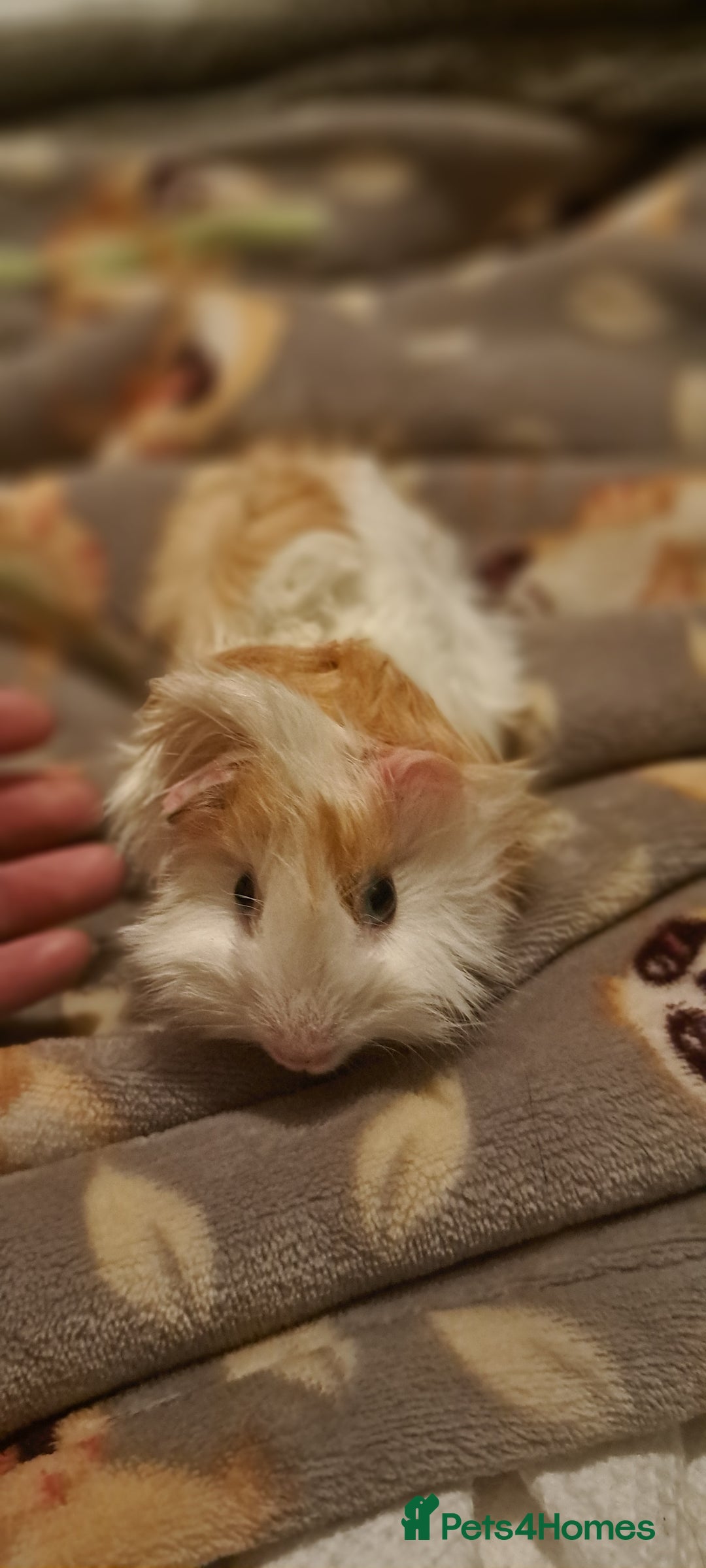 Guinea Pig rodents for sale: Young boar Guinea pigs for sale  - Advert 1