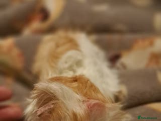 Guinea Pig rodents Young boar Guinea pigs for sale - Advert 16