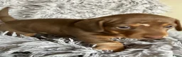 Miniature Dachshund dogs for sale: Kc Reg. Cwmbromley Sassy Girl - Advert 1