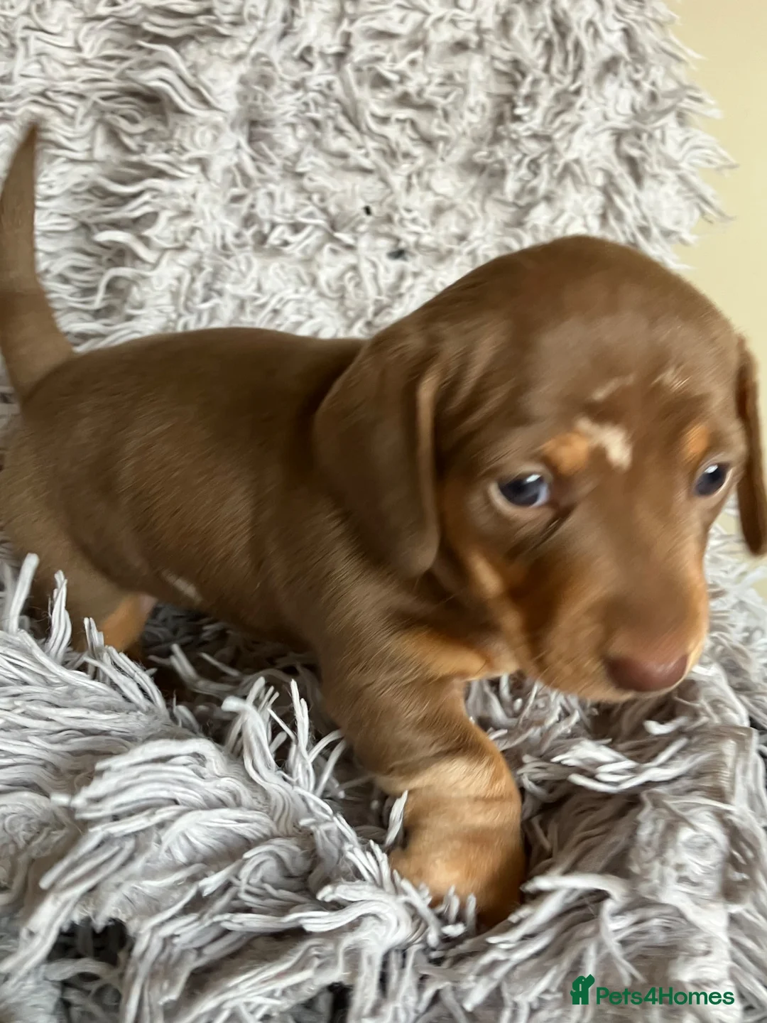 Miniature Dachshund dogs for sale: Kc Reg. Cwmbromley Sassy Girl - Advert 1