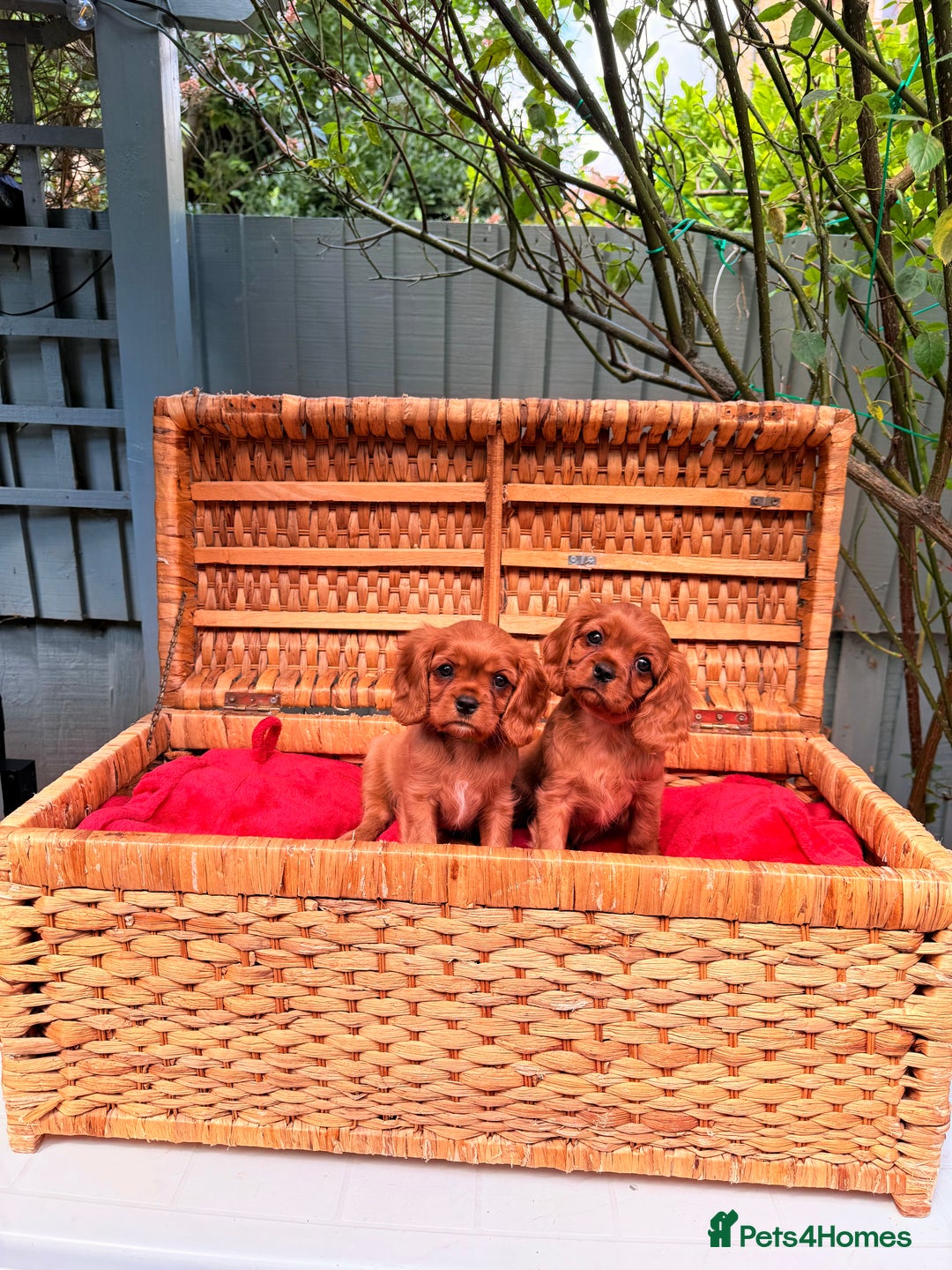 Cavalier King Charles Spaniel dogs for sale: Quality KC Health Tested Ruby CKCS Pups For  Sale - Image 14