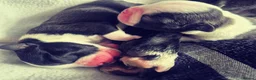 Boston Terrier dogs for sale: X2 Stunning Male Boston Terrier Puppies  in Newcastle upon Tyne - Advert 20