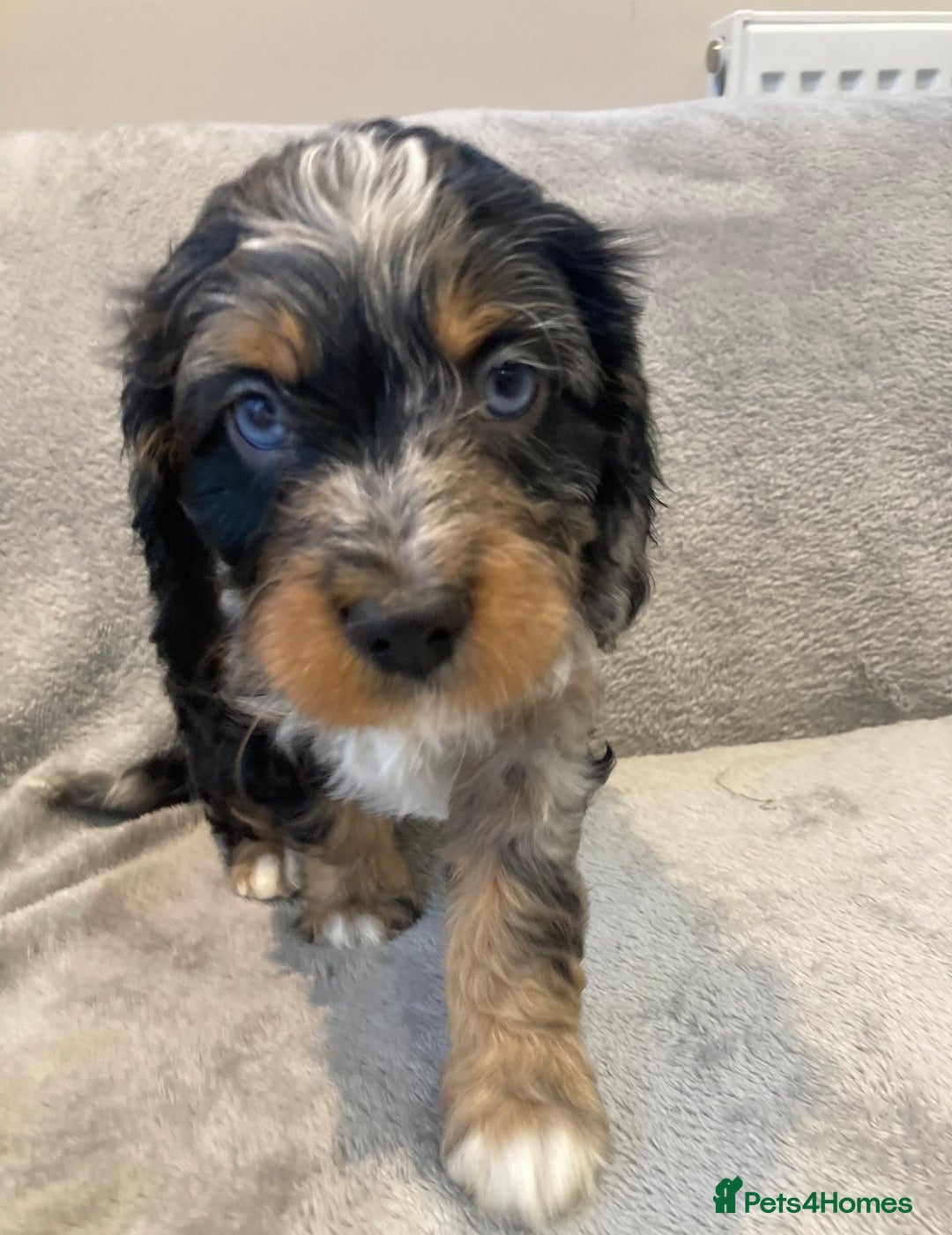 Cavapoo dogs for sale: WAITING LIST NOW OPEN Extremely Rare Merle F1  - Advert 10