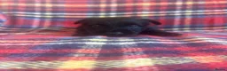 Scottish Terrier dogs for sale: Beautiful Scottie’s  - Advert 7