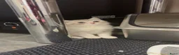 British Shorthair cats for sale: Beautiful British shorthair kittens  - Advert 3