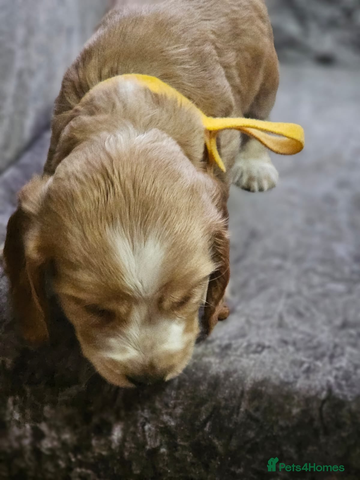 Cocker Spaniel dogs for sale: cocker spaniel puppies - Advert 15