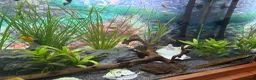Other/Mixed Breed fish for sale: Lovely fish tank, full set up tropical  - Advert 2