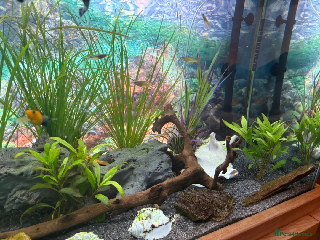 Other/Mixed Breed fish for sale: Lovely fish tank, full set up tropical  - Advert 2