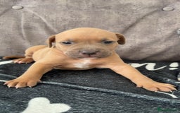Mixed Breed dogs for sale: Both ready to leave now!   - Image 8