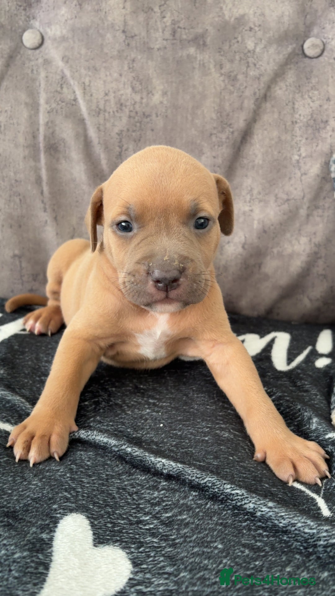 Mixed Breed dogs for sale: Both ready to leave now!   - Image 8
