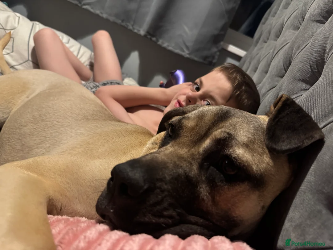 Cane Corso dogs for sale: Beautiful 1 year old cane corso female - Advert 6