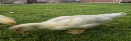 Geese poultry for sale: 3 Beautiful Geese (Embden & French Grey) + Setup in Leicester - Advert 4