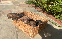 Dachshund dogs for sale: Standard Wire hair Pups available!! - Image 26