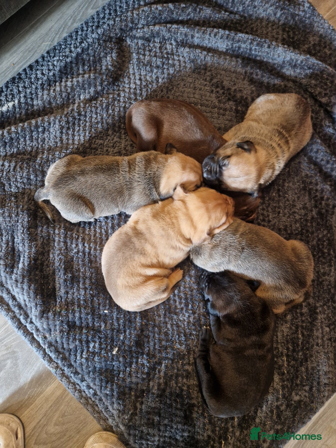 Mixed Breed dogs for sale: Cane corso  ** tiff - Advert 9