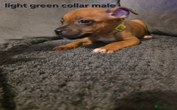 Staffordshire Bull Terrier dogs for sale: STUNNING KC RED STAFFORDSHIRE BULL TERRIER PUPS - Image 12