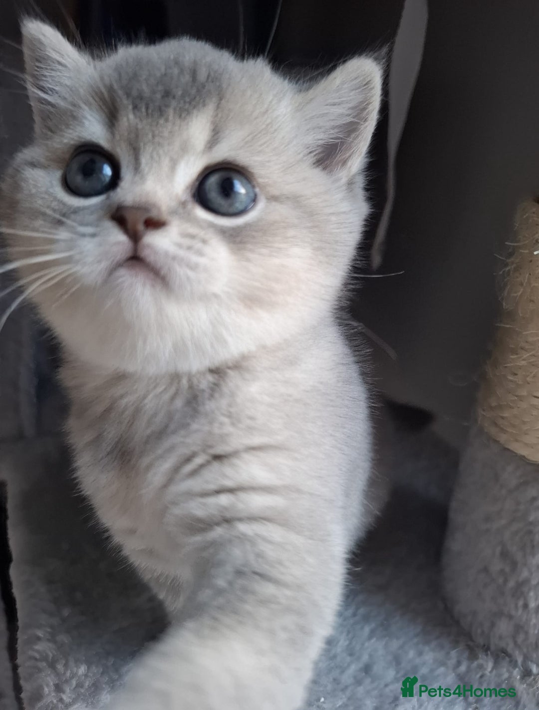 British Shorthair cats for sale: Female British shorthair female  - Advert 4