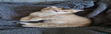 British Shorthair 2