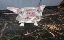 French Bulldog dogs for sale: Stunning 16 month old frenchie girl for sale - Image 1