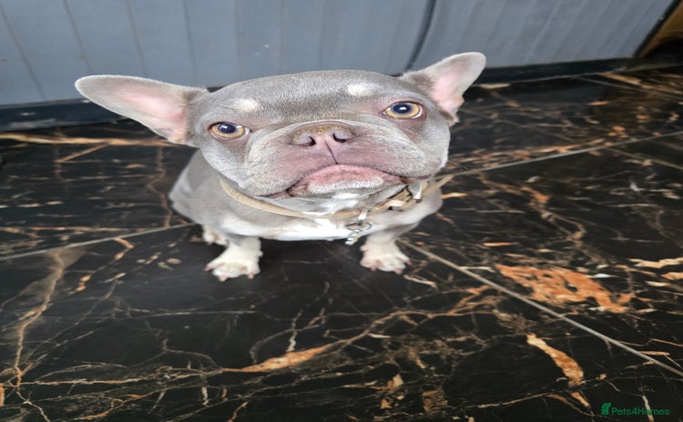 French Bulldog dogs - Advert 8