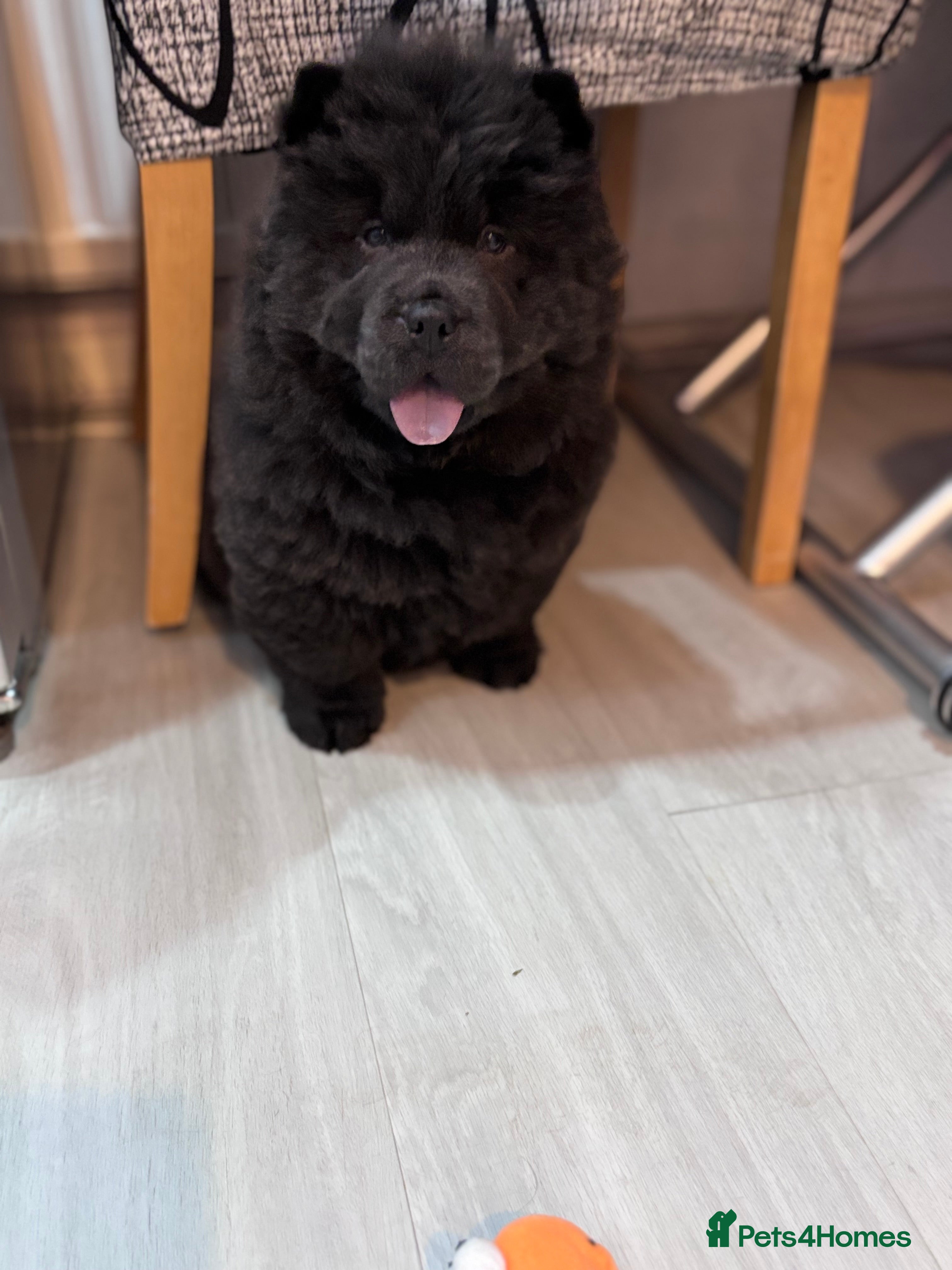 Chow Chow dogs Blue  Chow Chow puppies  - Advert 10