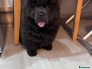 Chow Chow dogs Blue Chow Chow puppies - Advert 10