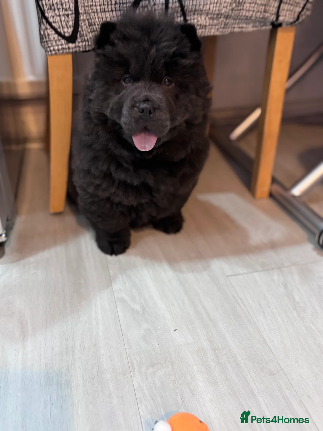 Chow Chow dogs for sale: Last Blue boy Chow Chow  - Advert 3