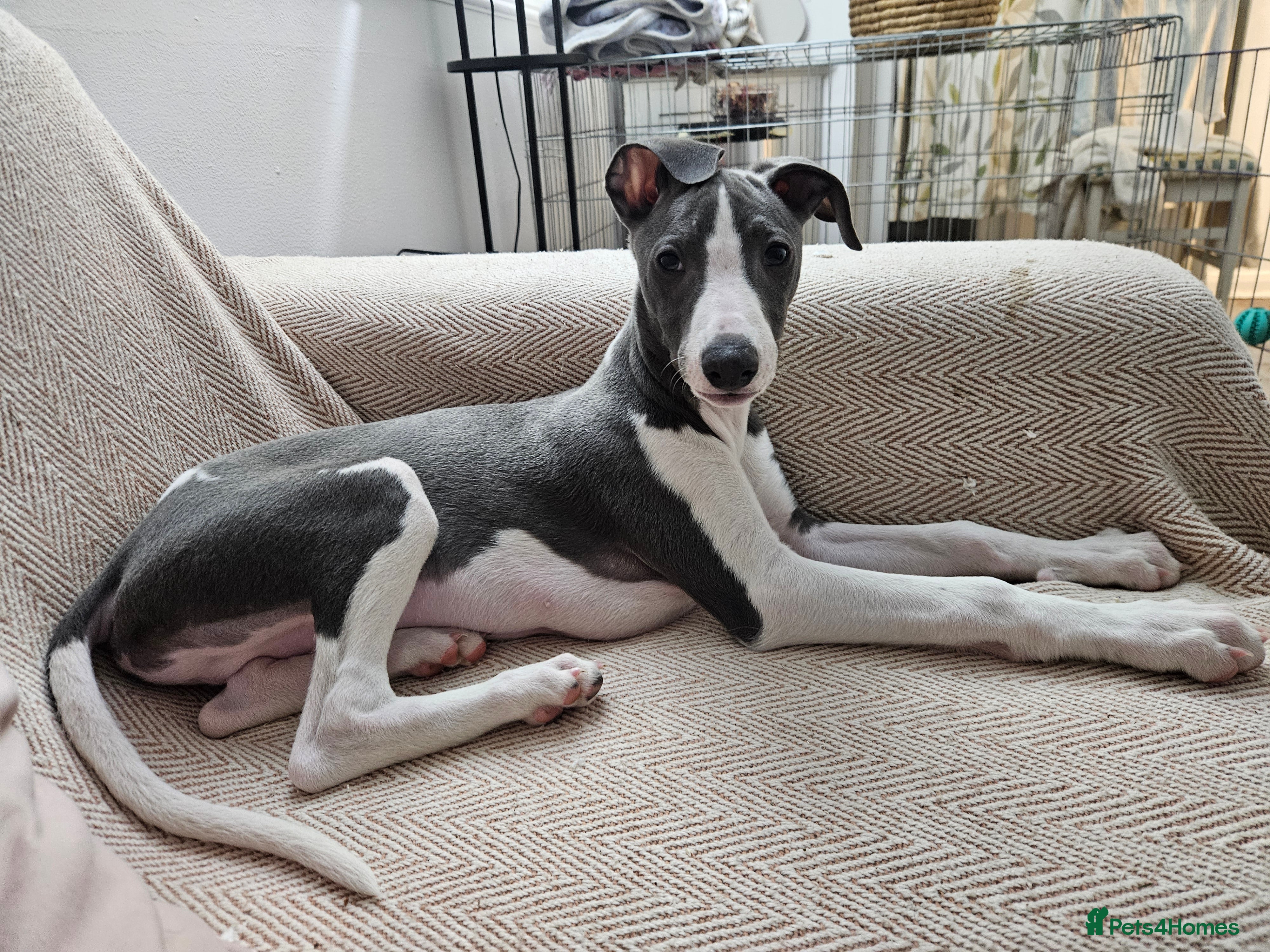 Whippet dogs KENNEL CLUB WHIPPETS  - Advert 7