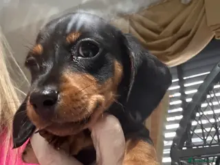 Dachshund dogs Dachshund pups ready to leave now - Advert 1
