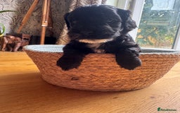 Cockapoo dogs for sale: Last Male fantastic champion line 20 combined  - Image 1