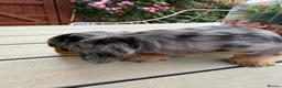 Miniature Dachshund dogs for sale:  Adorable Miniature Dachshund Puppies - Advert 13