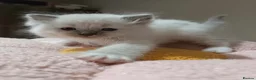 Ragdoll cats for sale: 5Gen Ped Ragdoll Kittens&Ready2Reserve - Advert 15