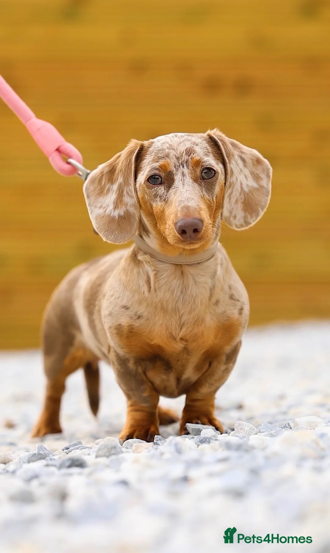Miniature Dachshund dogs for sale: Stunning Health Tested Miniature Daxie Pups - Advert 2