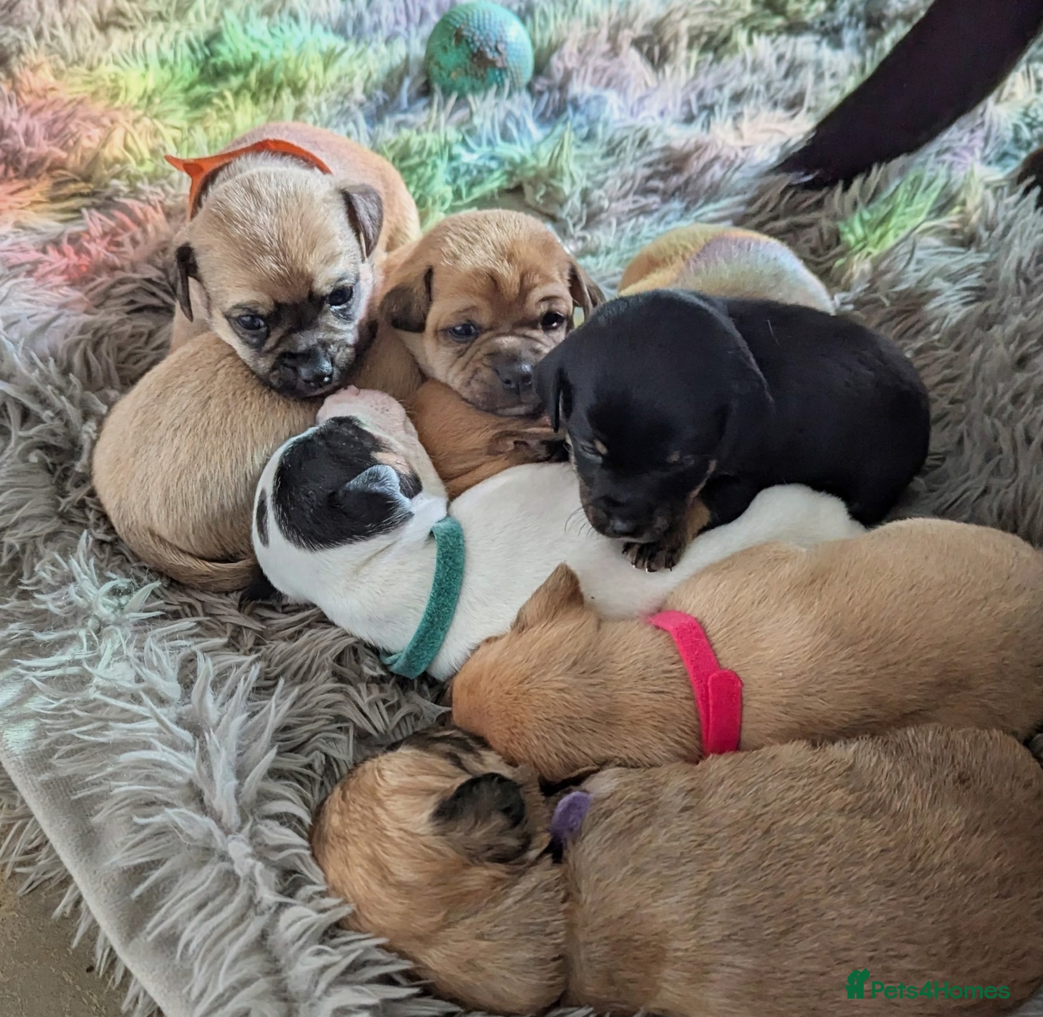 Jack Chi dogs Jack Chi babies  - Advert 17