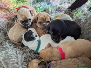 Jack Chi dogs Jack Chi babies - Advert 17