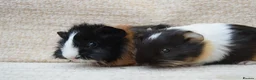 Guinea Pig rodents for sale: Baby Guinea pig's Boys - Advert 14