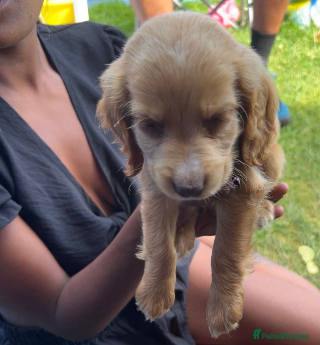 Cocker Spaniel dogs for sale: Cocker spaniel - Image 2