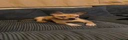 Mixed Breed dogs for sale: Princess  in Crawley - Advert 1