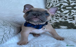 French Bulldog dogs for sale: Quality French Bulldog Puppies L4 carriers - Image 5