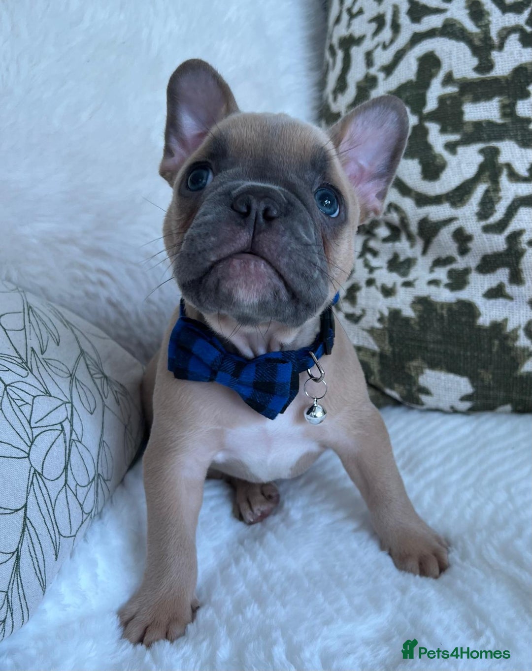 French Bulldog dogs for sale: Quality French Bulldog Puppies L4 carriers - Image 5