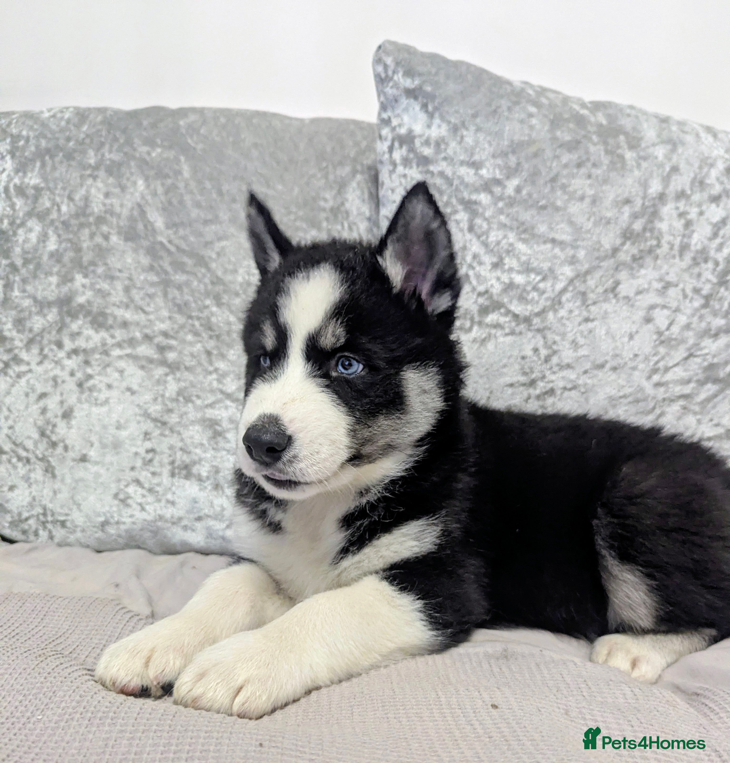 Siberian Husky dogs Stunning Siberian Husky Puppies for Sale 🐾 - Advert 6