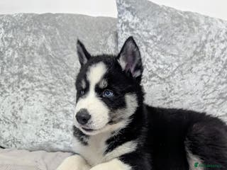 Siberian Husky dogs Stunning Siberian Husky Puppies for Sale 🐾 - Advert 6