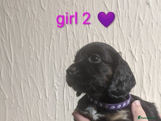 Cocker Spaniel dogs - Advert 17