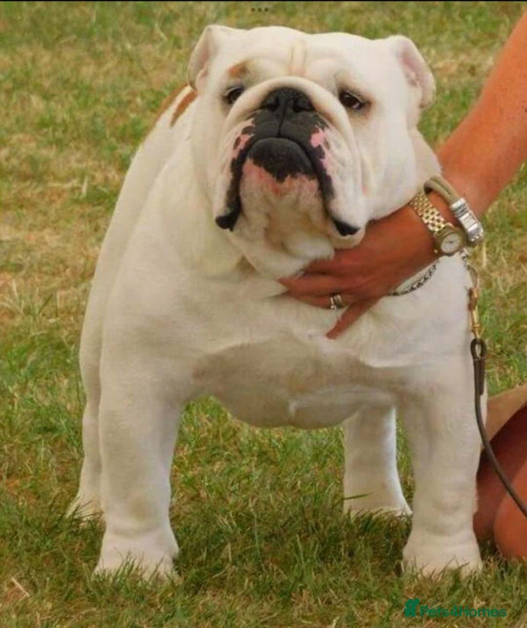 English Bulldog dogs for sale: Champion sired female bulldog for sale  - Image 6