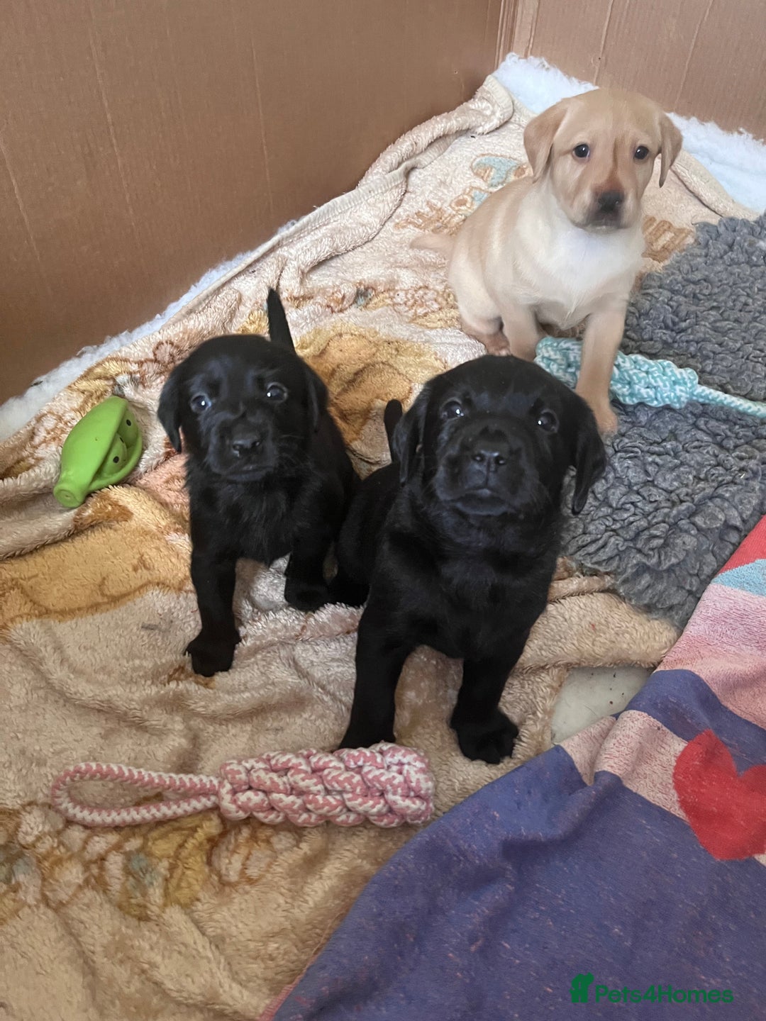Labrador Retriever dogs for sale: Last Yellow Male available 19th Sept 2025 - Image 12