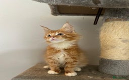 Maine Coon cats for sale: 5 Beautiful Maine Coon kittens for sale - Image 4