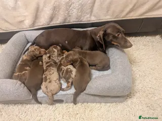 Miniature Dachshund dogs Dachshund miniature puppys - Advert 2