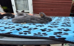 Netherland Dwarf rabbits for sale: 3 Netherland Dwarf bunnies ready 4 forever homes  - Image 14