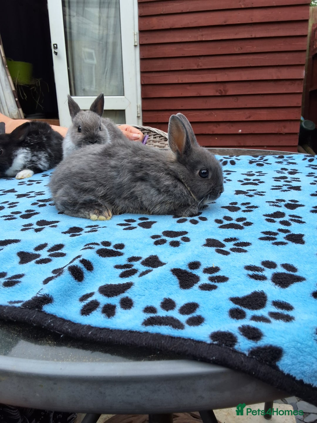 Netherland Dwarf rabbits for sale: 3 Netherland Dwarf bunnies ready 4 forever homes  - Image 14