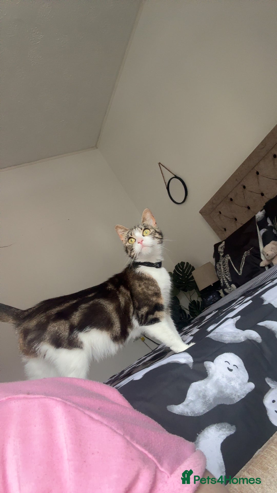Domestic Shorthair cats for sale: 4 year old for adoption - Advert 5